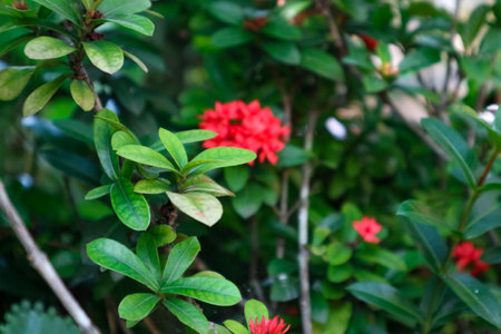 Red Ixora flower and green leaves in the garden, stock photoの写真素材