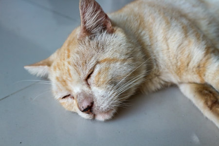 Sleeping cat on the floor,Thailand,Asia.の写真素材