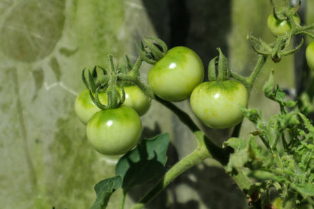 Green tomatoes on the vine in the garden. Selective focus.の写真素材