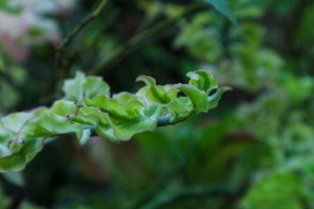 Euphorbia tithymaloides plant with green and white leaves in the gardenの写真素材