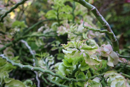 Euphorbia tithymaloides plant with green and white leaves in the gardenの写真素材