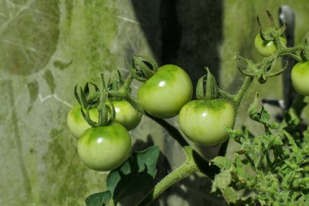 Green tomatoes on a branch in the garden, closeup of photoの写真素材