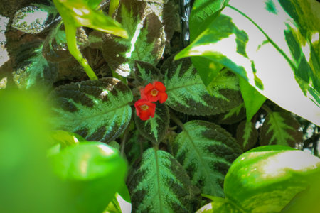 Flower pot with red flower in the garden. Green leaves background.の写真素材