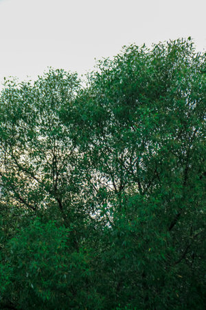 Green leaves of trees in the morning light. Natural green background.