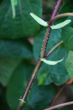 A closeup shot of a green plant with leaves in the backgroundの写真素材