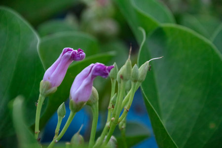 Close up of purple flower with green leaf backgroundの写真素材