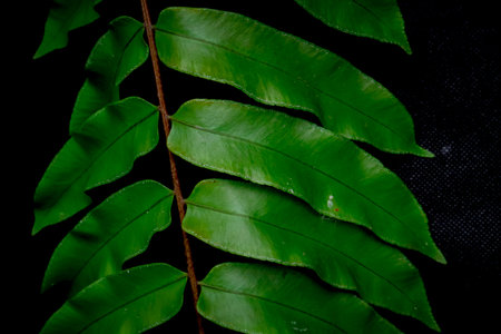 Fern leaf isolated on black background. Tropical leaf. Green leafの写真素材