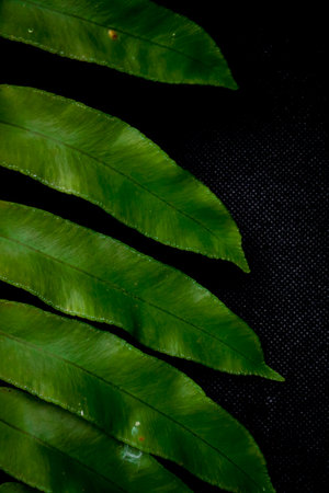 Green fern leaves on a black background. Close-up.の写真素材