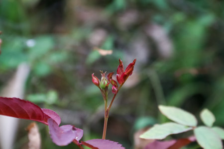 Red rose in the garden on the nature background. Shallow depth of fieldの写真素材