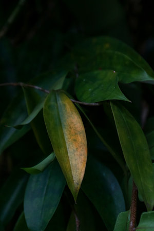 Close up of a green leaf in the forest. Natural background.の写真素材