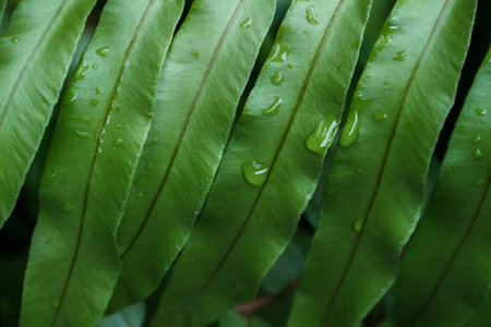 Green fern leaves with water drops, close up. Nature background