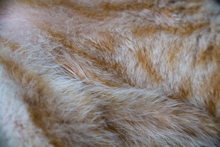 Cat fur texture, closeup of red cat fur texture background.