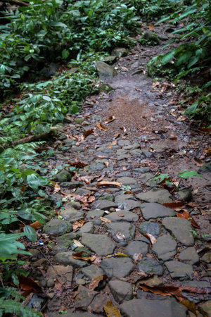 Trail in the forest with stones and fallen leaves on the groundの写真素材