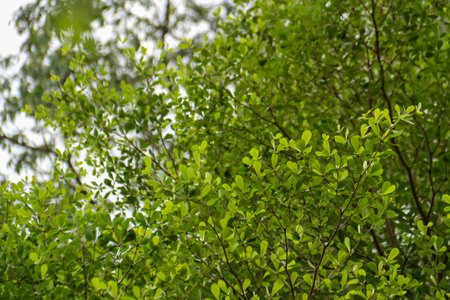 Green leaves on tree in the forest. Natural background and wallpaper.の写真素材