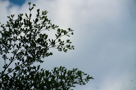 Tree leaves and sky background. Nature green leaf and sky background.
