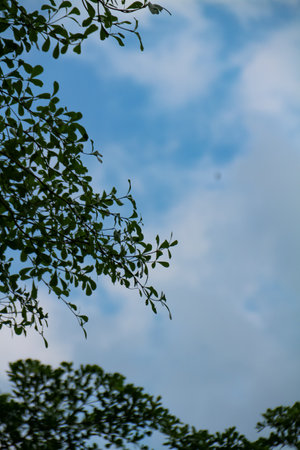 green leaves on the blue sky and white cloud background in the morningの写真素材