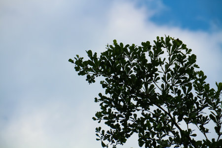 Green leaves on the blue sky background. Natural background and wallpaper.の写真素材