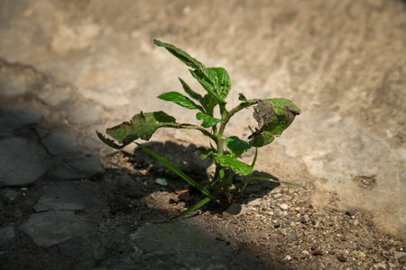 Young shoots grow in the soil around the cement. New life concept.の写真素材