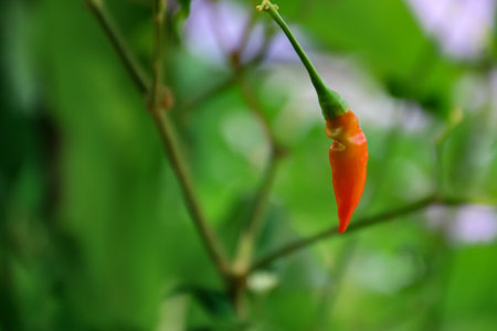 Chilli pepper on the tree with bokeh background, close up