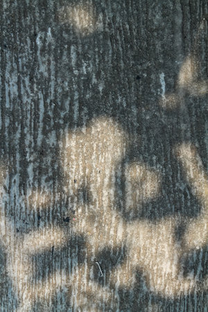 abstract of shadow tree on the cement floor texture for background usedの写真素材