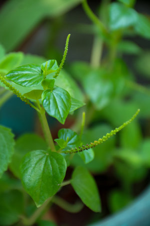 Close up of fresh green basil plant in a pot, stock photoの写真素材