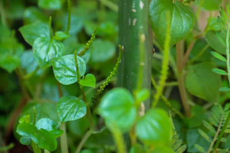 Close up of small green plant in the garden. Natural background.の写真素材