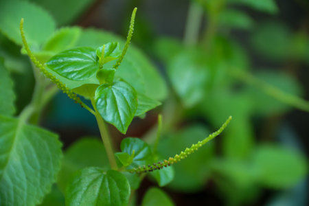 Close up of fresh green basil growing in the garden, Thailand.の写真素材