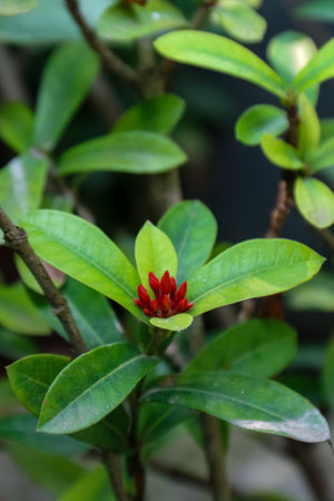 Close-up of the red flowers and green leaves of the Ixora chinensis plant in the yardの写真素材