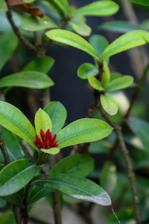 Close-up of the red flowers and green leaves of the Ixora chinensis plant in the yardの写真素材