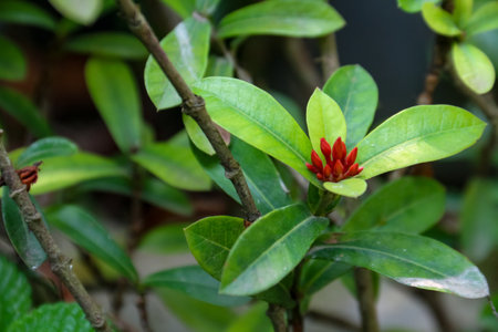 Close-up of the red flowers and green leaves of the Ixora chinensis plant in the yardの写真素材