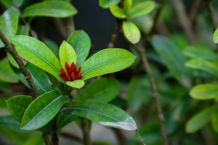 Close-up of the red flowers and green leaves of the Ixora chinensis plant in the yardの写真素材