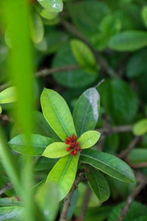 Close-up of the red flowers and green leaves of the Ixora chinensis plant in the yardの写真素材