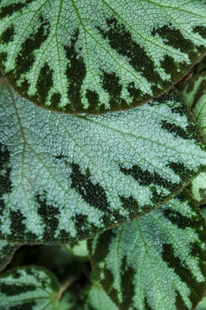 Close-up of a Begonia variegata leaf with green striped textureの写真素材