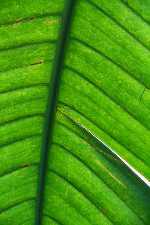 green leaf macro close up of a tropical plant, background and textureの写真素材