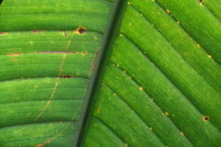 green leaf macro close up of a tropical plant, background and textureの写真素材