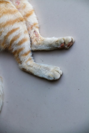 Cat's feet on the floor, closeup of a cat's pawの写真素材
