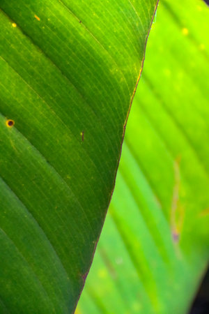 Green leaf macro close up of a tropical plant, background and textureの写真素材