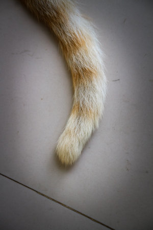 Orange cat fur on white background, close up photo.の写真素材