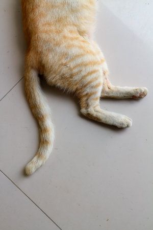 Orange cat on the floor,Thai cat on the floor.の写真素材