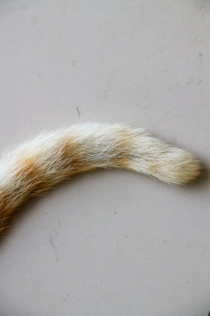 Orange cat fur on white background, close up photo.の写真素材