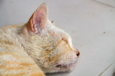 Cute cat sleeping on the floor. Selective focus with shallow depth of field.の写真素材