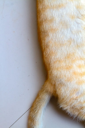 Orange cat on the floor, close-up, top view.の写真素材