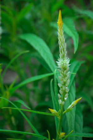 Celosia argentea flower in the garden, nature backgroundの写真素材