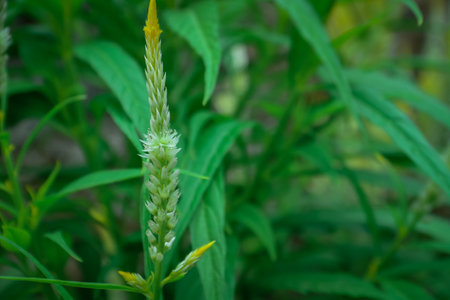 Celosia argentea flower in the garden, nature backgroundの写真素材