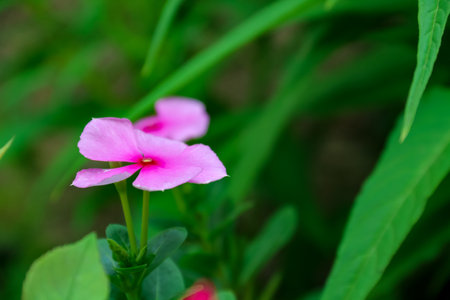 Pink Periwinkle flower in the garden. (Vinca rosea)の写真素材