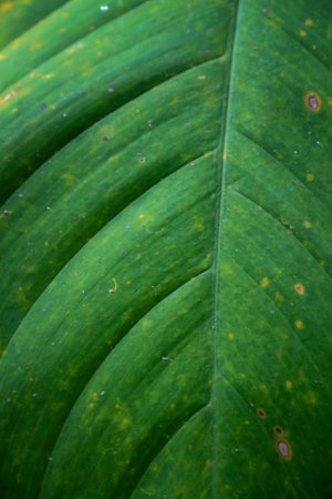Close up of green leaf texture for background. Selective focus.の写真素材