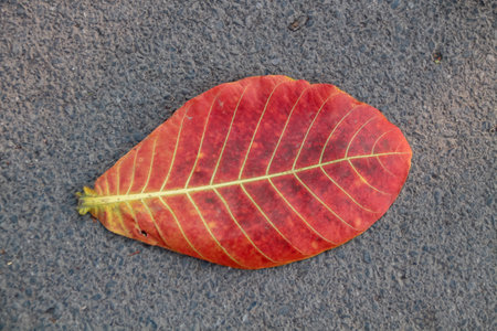 Red leaf on the road in autumn season, close up of leafの写真素材