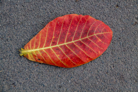 Red leaf on the asphalt road in autumn season. Close-up.の写真素材
