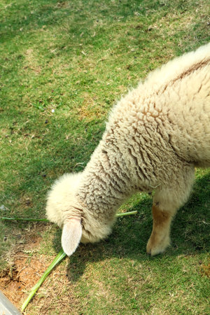 Sheep eating grass in the garden, closeup of photo.の写真素材