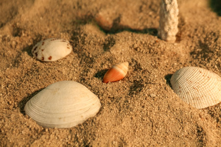 Seashells on the sand in the summer. Selective focus.の写真素材